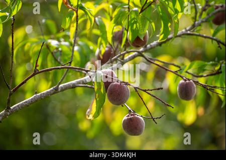 Rotwein Pfirsiche, Erntezeit in der Region Calmont am Moseltal, Pfirsiche auf Weinbergen in Deutschland Stockfoto