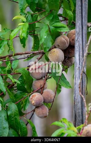 Rotwein Pfirsiche, Erntezeit in der Region Calmont am Moseltal, Pfirsiche auf Weinbergen in Deutschland Stockfoto