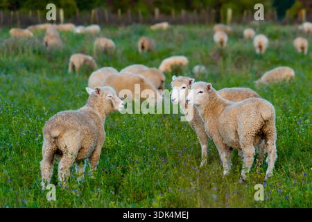 Eine kleine Gruppe von Schafen, die auf einer üppig grünen Wiese stehen und weiden. Neuseeland Stockfoto