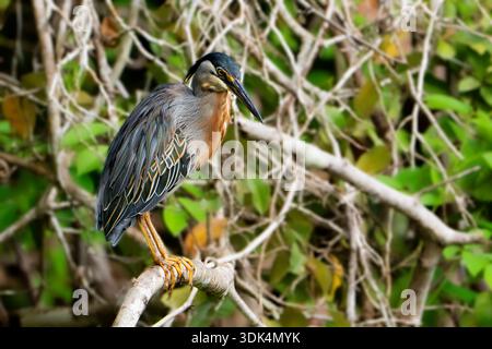 Ein streifenförmiger Reiher (Butorides striata), der auf einem Zweig zwischen dichter Mangrovenvegetation in Brasilien thront Stockfoto
