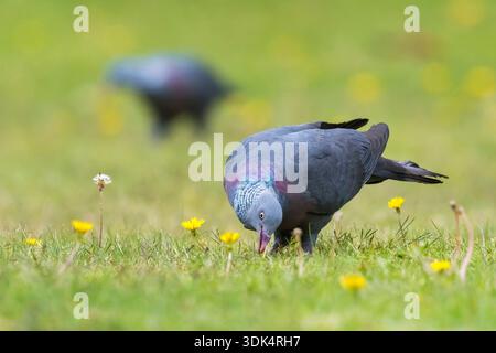 Trocaz-Taube, Madeira-Lorbeertaube, Langzehentaube (Columba trocaz), auf einer Wiese, Portugal, Madeira Stockfoto