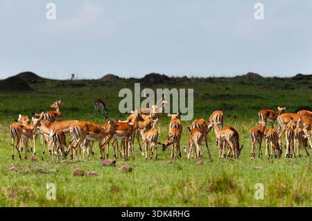 impala, Rooibok (Aepyceros melampus), grasende Impala Herde, Kenia, Masai Mara Nationalpark Stockfoto