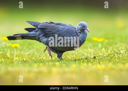 Trocaz-Taube, Madeira-Lorbeertaube, Langzehentaube (Columba trocaz), Spaziergang auf einer Wiese, Portugal, Madeira Stockfoto