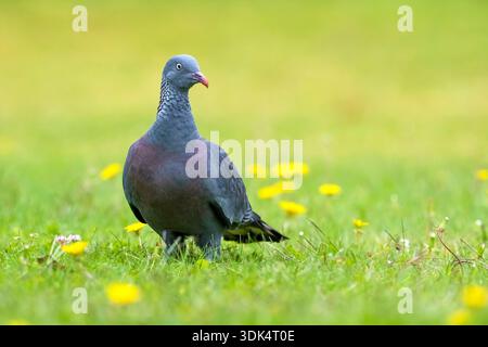 Trocaz-Taube, Madeira-Lorbeertaube, Langzehentaube (Columba trocaz), Barsche auf einer Wiese und beobachten, Portugal, Madeira Stockfoto