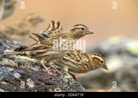 Steinsperling, Steinpetronia (Passer petronia, Petronia petronia), Gruppe auf einem Felsen, Portugal, Madeira Stockfoto