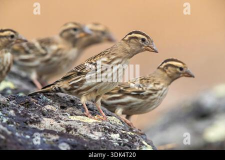 Steinsperling, Steinpetronia (Passer petronia, Petronia petronia), Gruppe auf einem Felsen, Portugal, Madeira, Ponta do Rosto Stockfoto