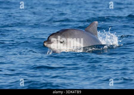 Großer Tümmler, gemeiner Tümmler (Tursiops truncatus), Erwachsener, der das Meer durchbricht, Italien, Latium Stockfoto