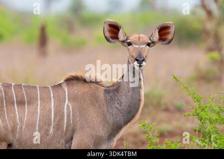 Großkudu (Tragelaphus strepsiceros), weiblich, Porträt, Südafrika, Mpumalanga Stockfoto