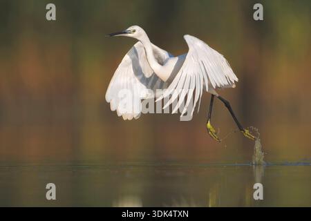 Kleiner Reiher (Egretta garzetta), ausgehend von Flachwasser, Italien, Toskana, Colli Alti Stockfoto