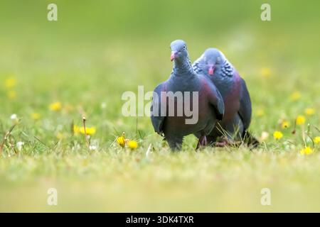 Trocaz-Taube, Madeira-Lorbeertaube, Langzehentaube (Columba trocaz), zwei Madeira-Lorbeertauben auf der Jagd auf einer Wiese, Portugal, Madeira Stockfoto