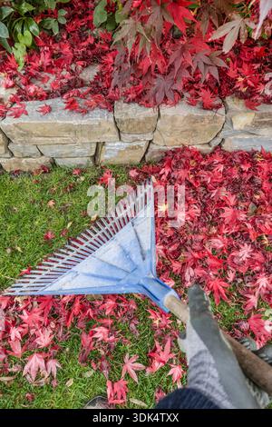 PALMATE Ahorn, glatter japanischer Ahorn (Acer palmatum), bunte Herbstblätter mit Rechen im Garten, Deutschland Stockfoto