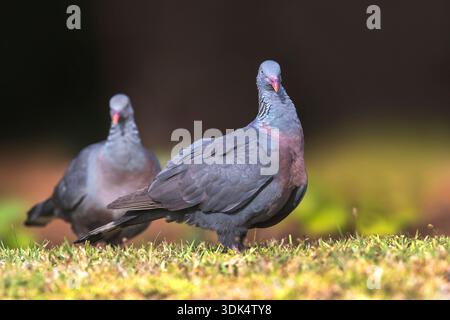 Trocaz-Taube, Madeira-Lorbeertaube, Langzehentaube (Columba trocaz), zwei Madeira-Lorbeertauben, die zusammen auf einer Wiese thronen, Portugal, Madeira Stockfoto