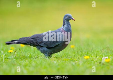 Trocaz-Taube, Madeira-Lorbeertaube, Langzehentaube (Columba trocaz), auf einer Wiese, Portugal, Madeira Stockfoto