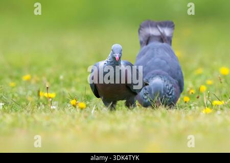 Trocaz-Taube, Madeira-Lorbeertaube, Langzehentaube (Columba trocaz), zwei Madeira-Lorbeertauben auf der Jagd auf einer Wiese, Portugal, Madeira Stockfoto