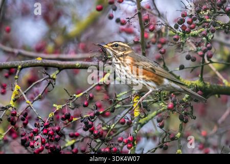rotflügel (Turdus iliacus iliacus), erster Winter auf einem Baum, Belgien, Flaemisch-Brabant Stockfoto