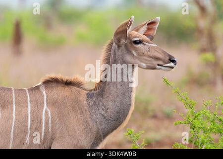 Großkudu (Tragelaphus strepsiceros), weiblich, Porträt, Südafrika, Mpumalanga Stockfoto