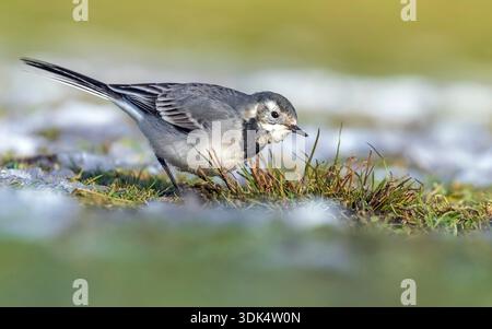 Bachtail, weißer Bachtail (Motacilla alba alba), sitzend im Schnee, Belgien, Flaemisch-Brabant Stockfoto