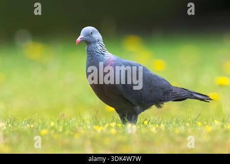 Trocaz-Taube, Madeira-Lorbeertaube, Langzehentaube (Columba trocaz), auf einer Wiese, Portugal, Madeira Stockfoto