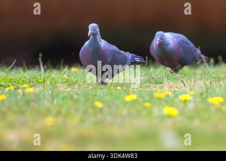 Trocaz-Taube, Madeira-Lorbeertaube, Langzehentaube (Columba trocaz), zwei Madeira-Lorbeertauben auf der Jagd auf einer Wiese, Portugal, Madeira, Palheiro Stockfoto