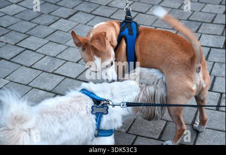 Zwei kleine Hunde an der Leine schnüffeln sich bei einem Spaziergang im Freien. Die tägliche Interaktion mit Haustieren zeigt soziales Verhalten, Neugier und Hundefreunde Stockfoto