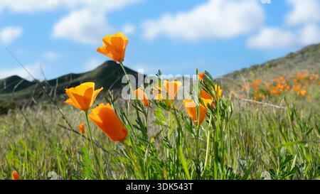 Nahaufnahme eines wunderschönen kalifornischen Mohns auf einem Feld Stockfoto