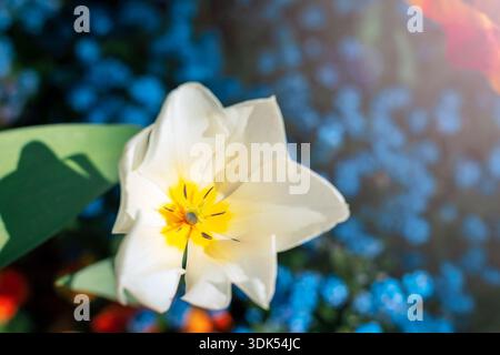 Weiße Tulpenblüte Nahaufnahme mit gelber Mitte gegen weichen blauen floralen Hintergrund. Stockfoto
