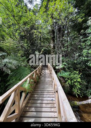Malerisches Foto eines hölzernen Weges, der sich durch einen alten gemäßigten Regenwald mit üppiger grüner Vegetation, moosbedeckten Bäumen und einer reichen Pflanzenwelt schlängelt. Stockfoto