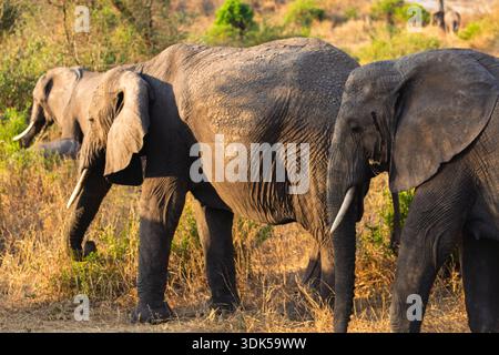 Elefanten spazieren durch die goldene Savanne des Tarangire-Nationalparks in Tansania und suchen in der späten Nachmittagssonne nach Essen. Stockfoto