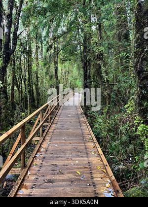 Malerisches Foto von einem Holzpfad, der sich durch einen alten gemäßigten Regenwald im Gebiet Ventisquero Yelcho im Corcovado Nationalpark schlängelt. Stockfoto