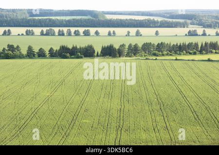 Junge Triebe auf dem Feld, Perspektive, sich nähernde Linien, Bäume am Horizont und Sonnenlicht-Landschaft Stockfoto