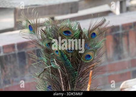 Ein Bündel wunderschöner schillernder Pfauenfedern (Pavo cristatus) mit detaillierten Augenmustern. Dekorative exotische Federn, ideal für Mode und Luxuskleie Stockfoto