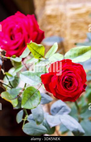 Helle Rote Rosen Im Fokus Mit Üppigen Grünen Blättern Und Weichem Unschärfe Hintergrund Stockfoto