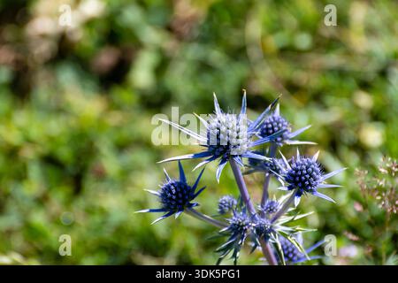 Blaue Disteln blühen auf einer sonnigen Wiese und zeigen ihre auffälligen Farben zwischen üppig grünen Gras und Pflanzen. Stockfoto