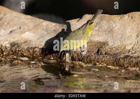Warbler mit Orangenkrone, Ash Canyon, Arizona. USA, April 2025 Stockfoto