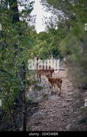 Ein weiblicher spanischer Steinbock (Capra pyrenaica) und ihr kleines Kind, das auf einem felsigen Bergweg in einem mediterranen Wald in Spanien steht Stockfoto