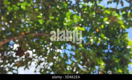 Abstrakte verschwommene grüne Blätter und blauer Himmel Bokeh Hintergrund mit natürlichen Sonnenlichtkreisen Stockfoto