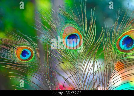 Schöne Pfauenfeder mit natürlichem Hintergrund Stockfoto