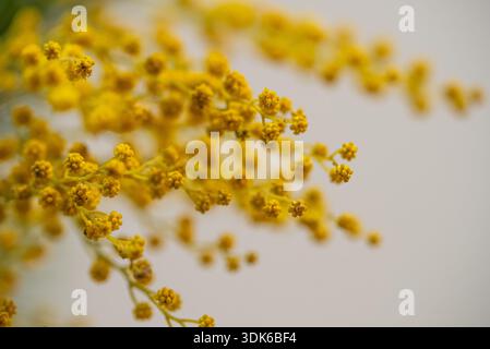 Nahaufnahme eines zarten Akazienzweigs mit leuchtend gelben Blüten vor einem weichen, neutralen Hintergrund, der eine fröhliche Frühlingsatmosphäre schafft Stockfoto