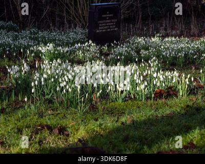 Schneeglöckchen, Galanthus nivalis, wachsen um einen modernen Grabstein auf dem Friedhof von All Saints, Lathbury Village, Buckinghamshire, Großbritannien Stockfoto