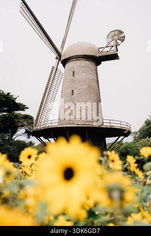Verschwommene Sonnenblumen am Strand vor der alten Windmühle Stockfoto