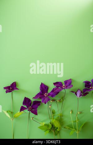 Dekorierter Zweig von Clematis auf hellgrünem Hintergrund von oben. Stockfoto