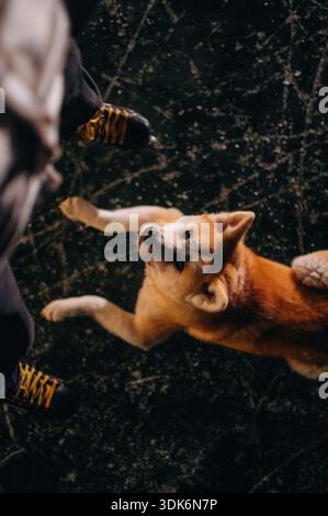 Schaut auf, das Haustier liegt. Mann mit Akita Inu Hund ist im Winter mit Schlittschuhen auf dem Eis. Stockfoto