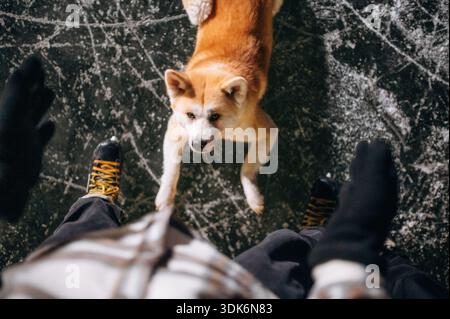 Schaut auf, das Haustier liegt. Mann mit Akita Inu Hund ist im Winter mit Schlittschuhen auf dem Eis. Stockfoto