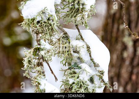 Ein kleiner gefallener Ast, bedeckt mit graugrünen Flechten, der im Winter auf einem weißen, schneebedeckten Grund liegt Stockfoto