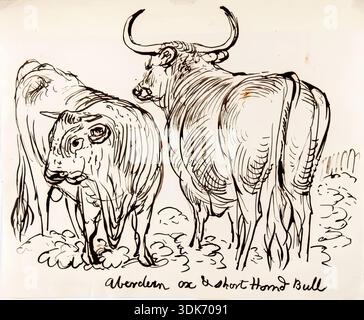 Aberdeen Ox und Kurzdornbulle, 1825-1839. Stockfoto