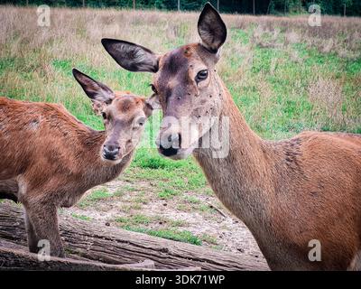 Nahaufnahme von zwei neugierigen Rotwild auf einer grünen Wiese, Tierfotografie Stockfoto