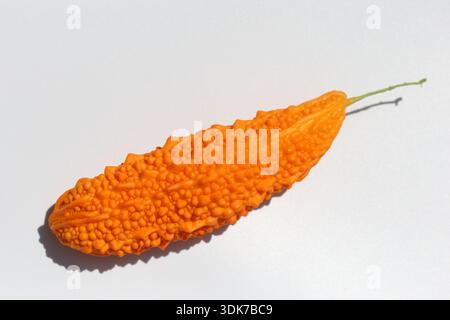 Reife Orange und grüne Bittermelonen Früchte: Nahaufnahme von Momordica Charantia mit Warzen Textur isoliert auf weißem Hintergrund, die Kräutermedicin darstellt Stockfoto