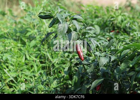 Rote, heiße Chilischoten auf dem Feld Stockfoto