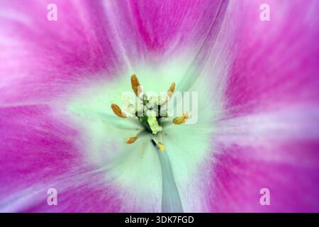 Nahaufnahme der rosa und weißen Tulipa „Fancy Frills“ (Tulpe), die in einem englischen Cottage Garden in Lancashire, England, Großbritannien angebaut wird Stockfoto