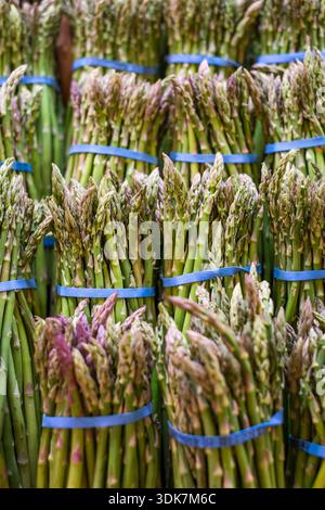 Bündel frischen grünen Spargels mit blauen Bändern, die auf einem Bauernmarkt zum Verkauf angeboten werden. Stockfoto